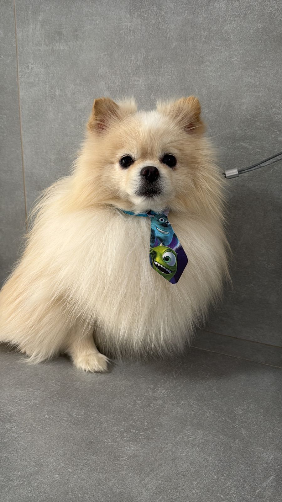Cachorro