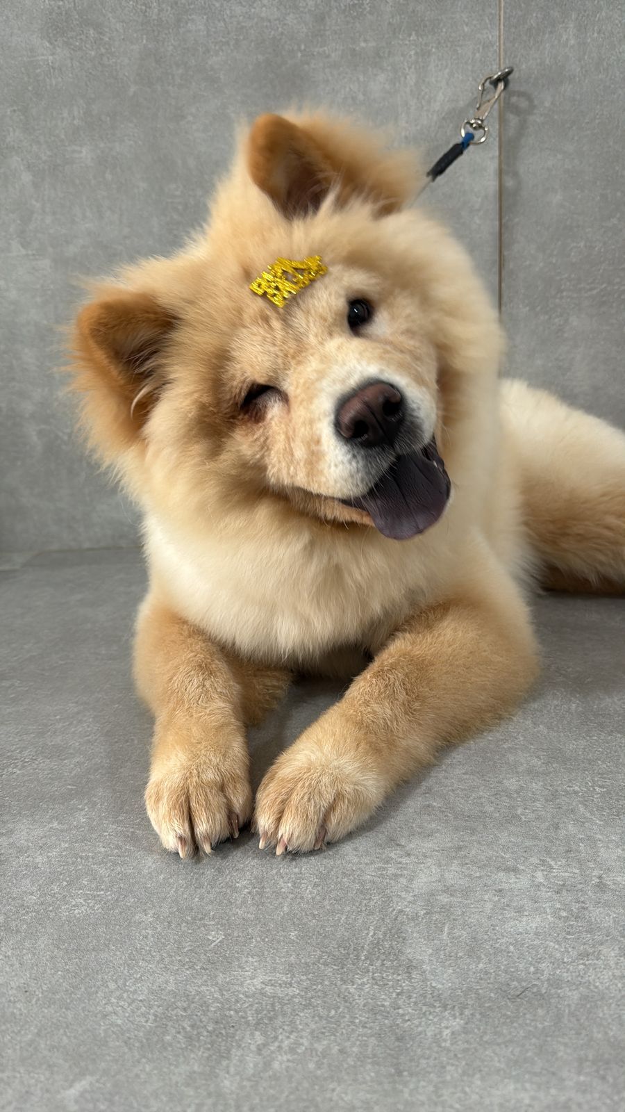 Cachorro