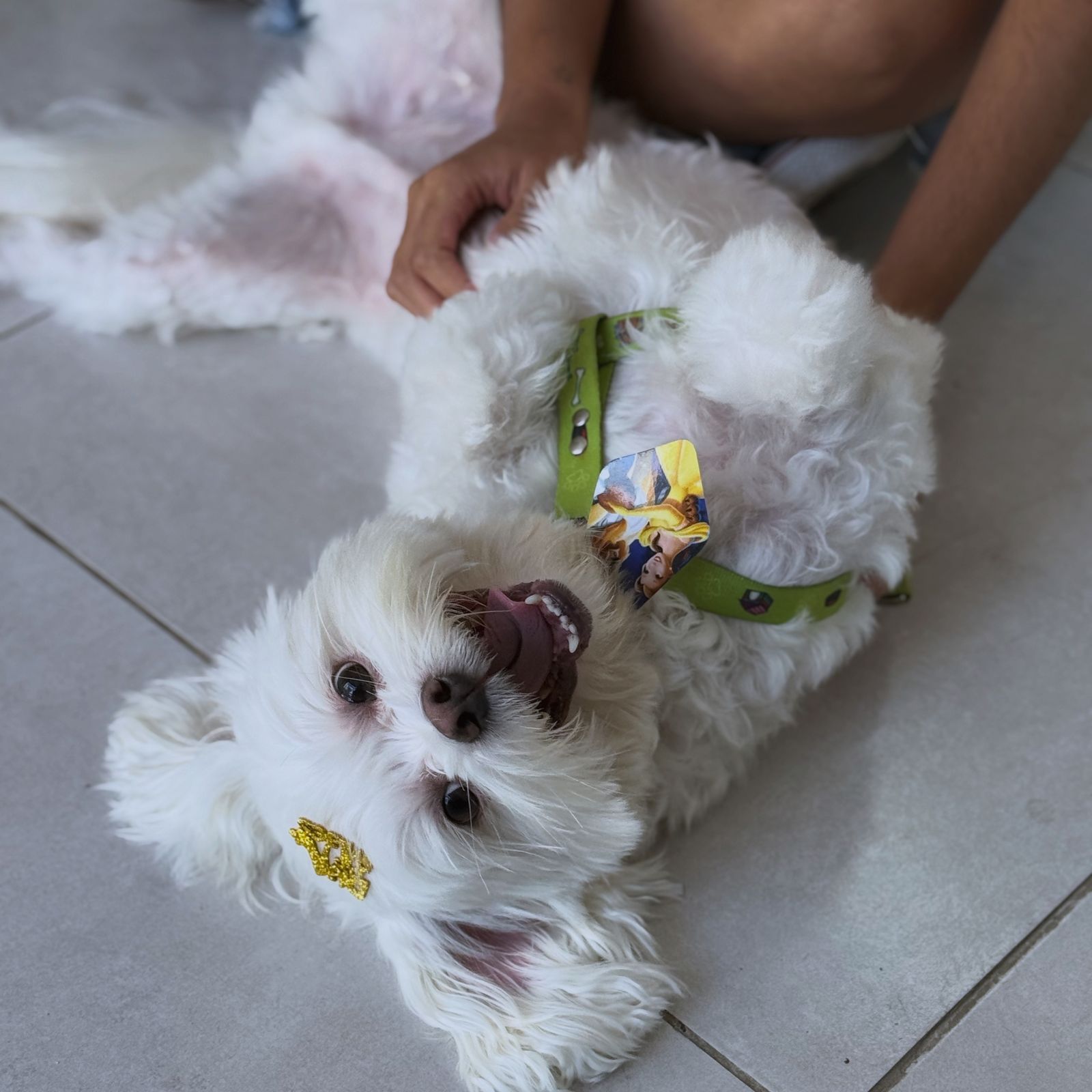 Cachorro