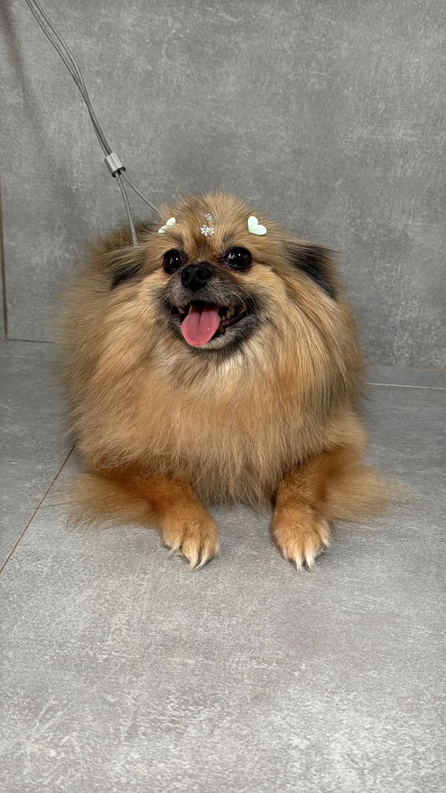 Cachorro
